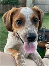 adoptable Dog in boerne, TX named Levi