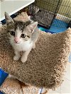 adoptable Cat in boerne, TX named Fiona