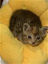 adoptable Cat in boerne, TX named Pebbles