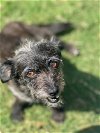 adoptable Dog in boerne, TX named Isla