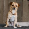 adoptable Dog in boerne, TX named Jackson