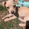 adoptable Dog in boerne, TX named Spring