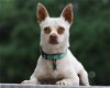 adoptable Dog in boerne, TX named Lennon