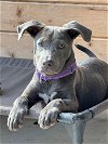 adoptable Dog in boerne, TX named Shianne