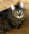adoptable Cat in boerne, TX named Whiskey