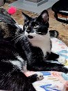adoptable Cat in boerne, TX named Newton