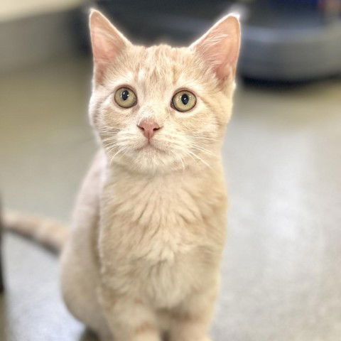 picture of the cat needing adoption