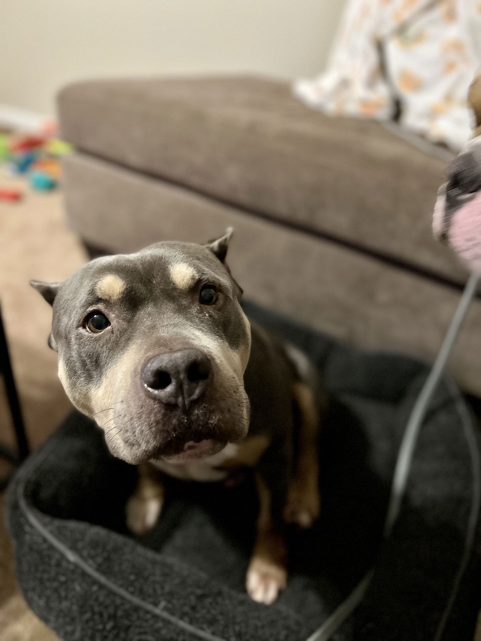 Dog for Adoption - Carmela, a Pit Bull Terrier in Beverly, NJ | Alpha Paw