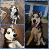 Loki - Photo 5