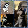 Loki - Photo 6