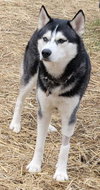 Loki - Photo 3