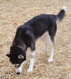 Loki - Photo 4