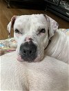 adoptable Dog in uwchland, PA named Lucie