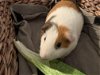 adoptable Guinea Pig in uwchland, PA named Harley