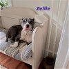 adoptable Dog in  named Zellie