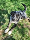adoptable Dog in uwchland, PA named Pringle
