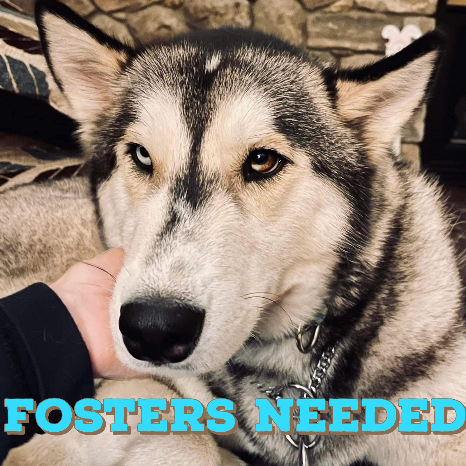 adoptable Dog in Uwchland, PA named Foster