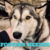 adoptable Dog in uwchland, PA named Foster