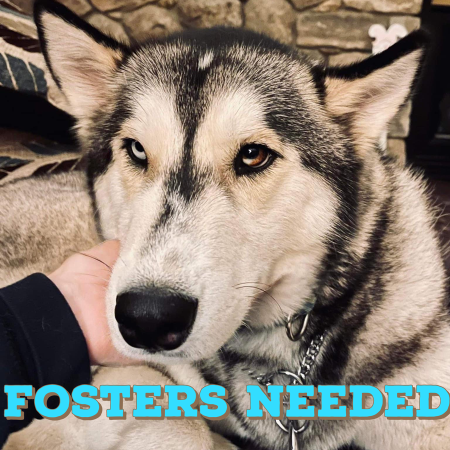 Foster Homes Needed