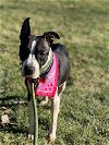 adoptable Dog in uwchland, PA named Fiona