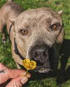 adoptable Dog in uwchland, PA named Zeke