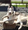 adoptable Dog in uwchland, PA named Maxim