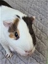 adoptable Guinea Pig in uwchland, PA named Taz