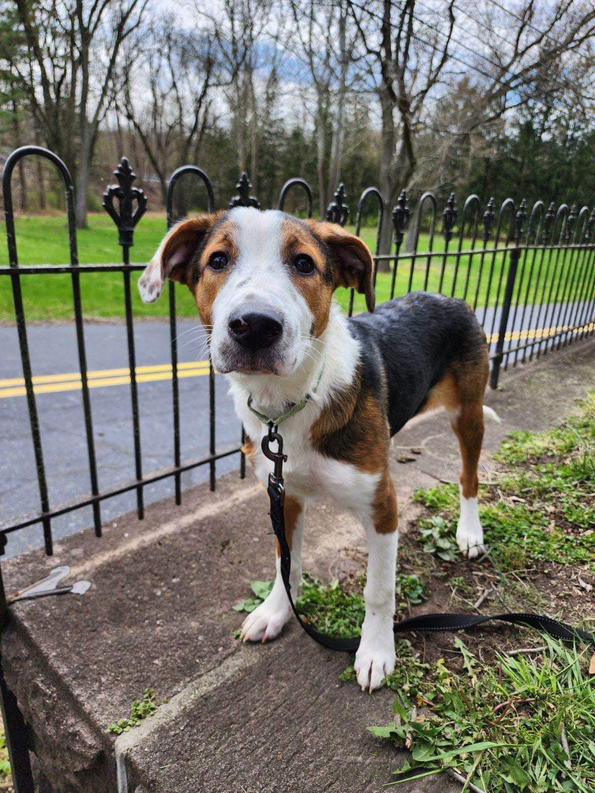 adoptable Dog in Uwchland, PA named Renee