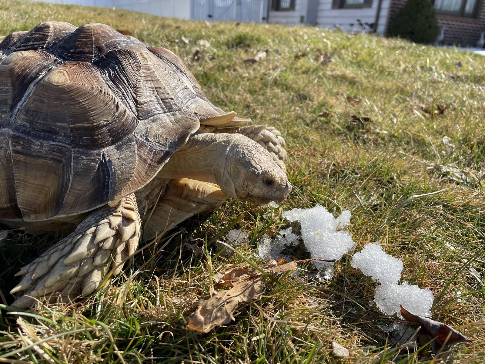 adoptable Tortoise in Uwchland, PA named Frida