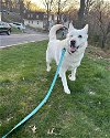 adoptable Dog in uwchland, PA named Stormy