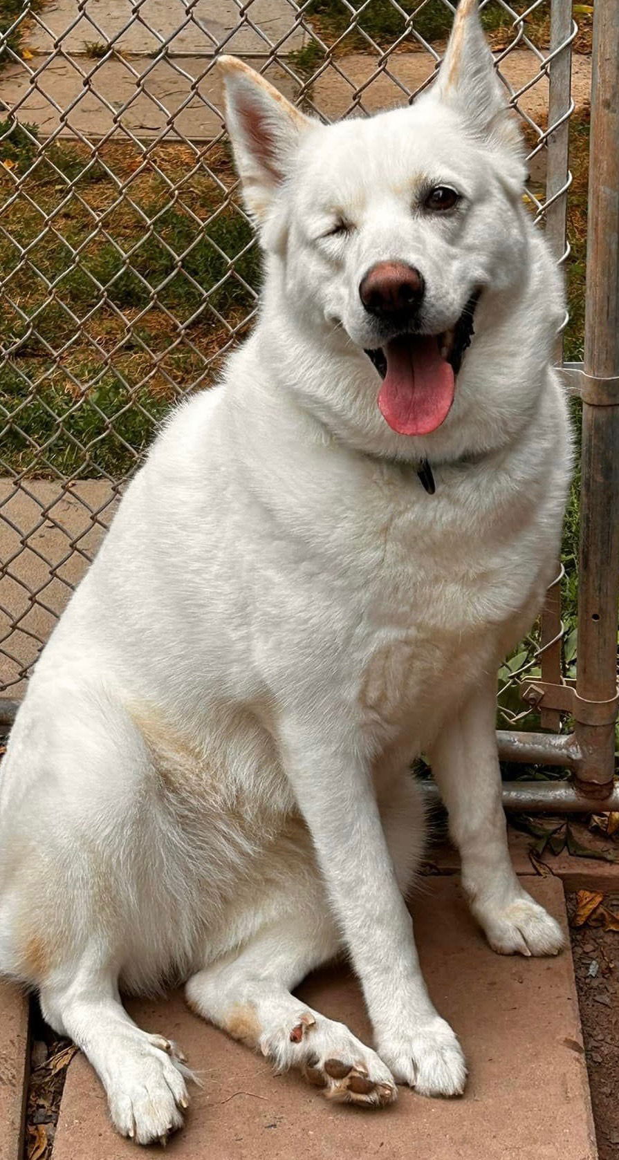 adoptable Dog in Uwchland, PA named Stormy