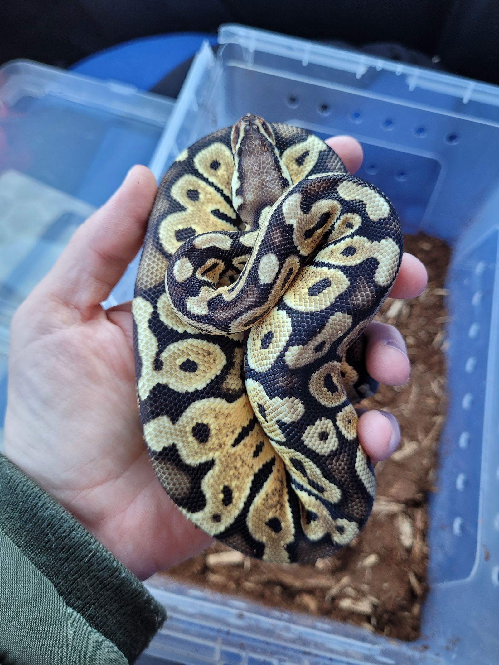 adoptable Snake in Uwchland, PA named Scarlett