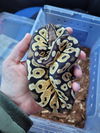 adoptable Snake in uwchland, PA named Scarlett