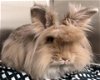 adoptable Rabbit in , PA named Gia