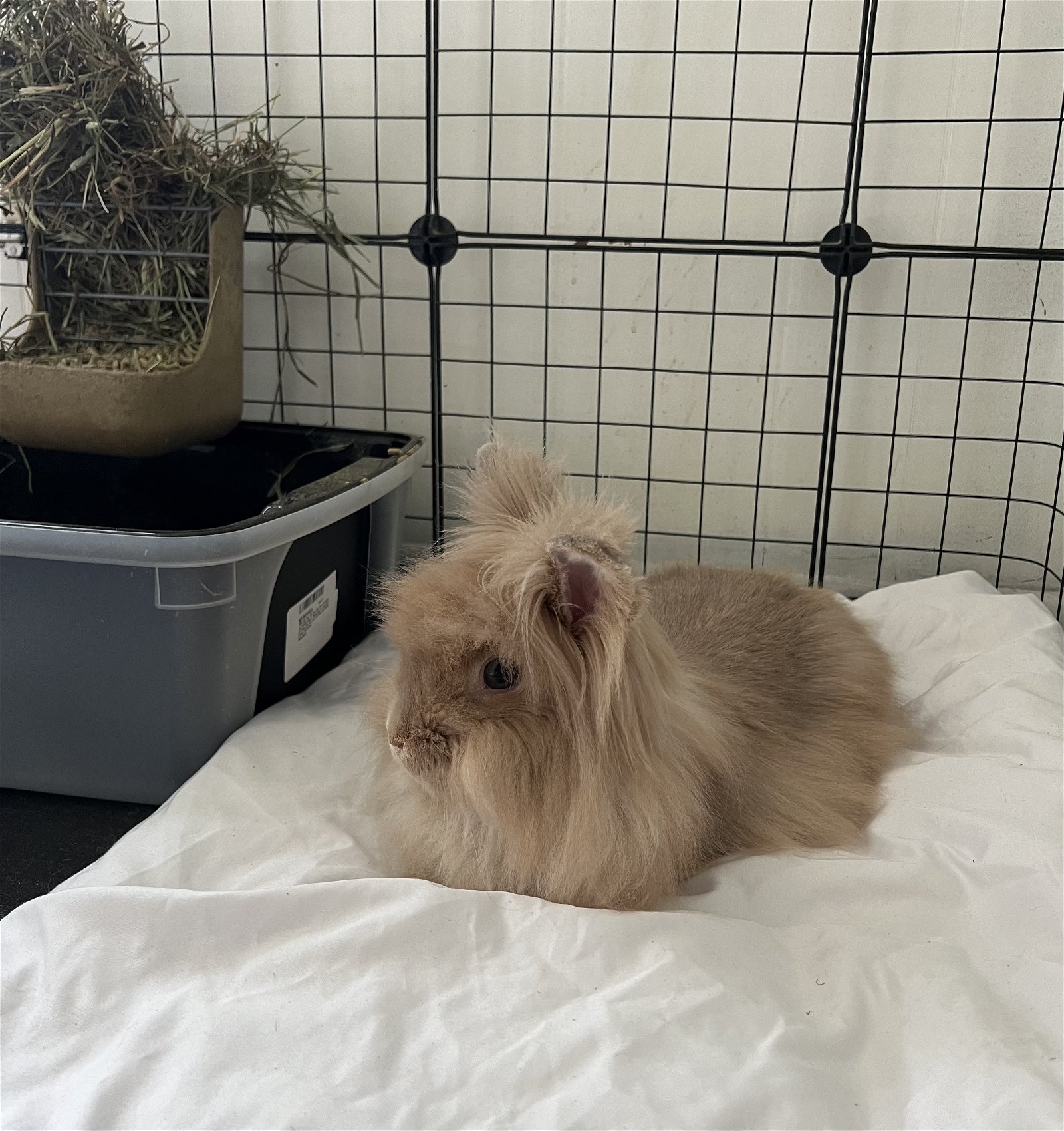 adoptable Rabbit in Uwchland, PA named Gia
