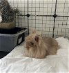 adoptable Rabbit in  named Gia
