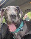 adoptable Dog in uwchland, PA named Rose