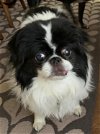 adoptable Dog in uwchland, PA named Freddie