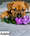 adoptable Dog in  named Adele