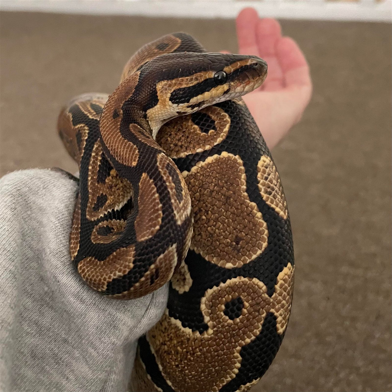 adoptable Snake in Uwchland, PA named Lilly