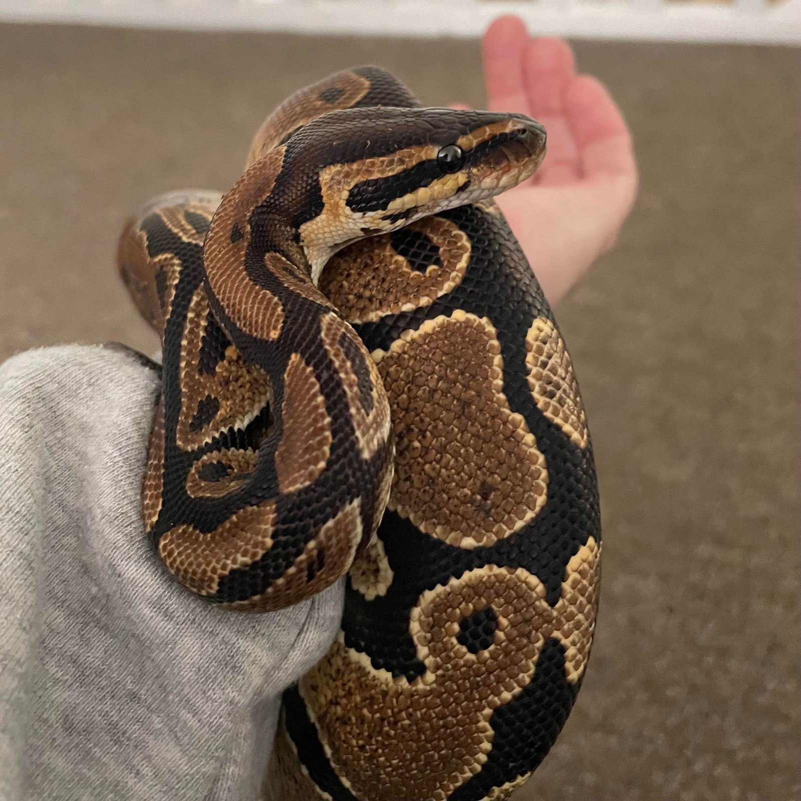 adoptable Snake in Uwchland, PA named Lilly