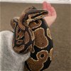 adoptable Snake in uwchland, PA named Lilly