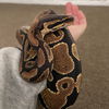 adoptable Snake in  named Lilly