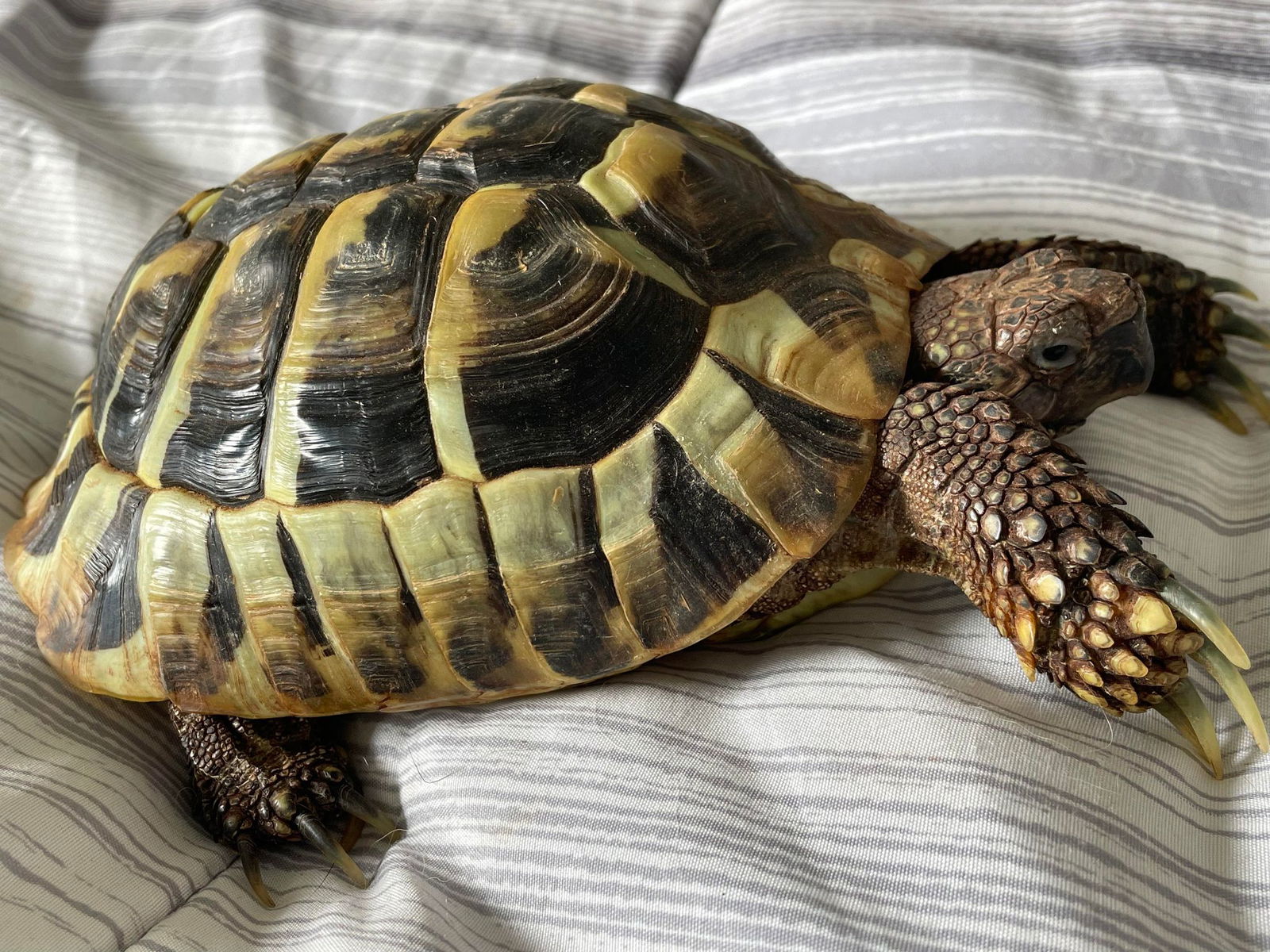 Tortoise adoption in Uwchland, PA 19480: Russian Tortoise Tortoise 