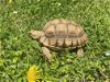 adoptable Tortoise in uwchland, PA named Georgia O
