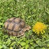 adoptable Tortoise in uwchland, PA named Mary Cassat