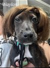 adoptable Dog in uwchland, PA named Waylon