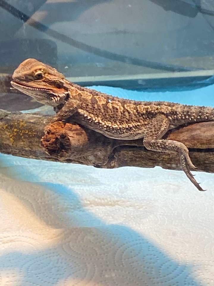 adoptable Lizard in Uwchland, PA named Tony Stark