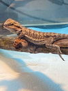 adoptable Lizard in  named Tony Stark