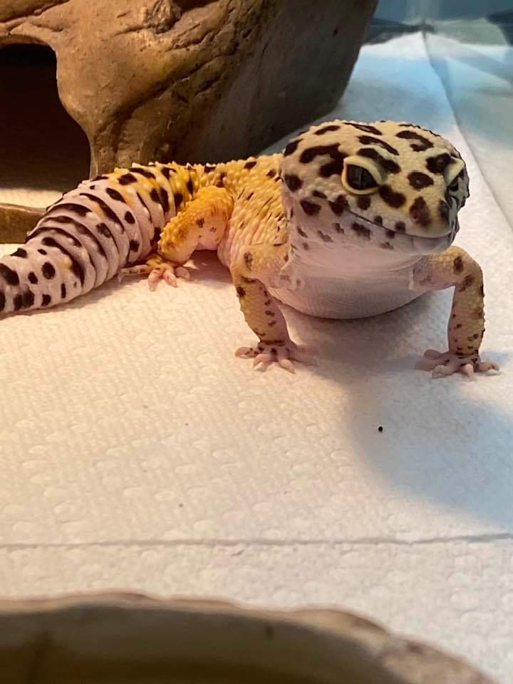 adoptable Lizard in Uwchland, PA named Gerald